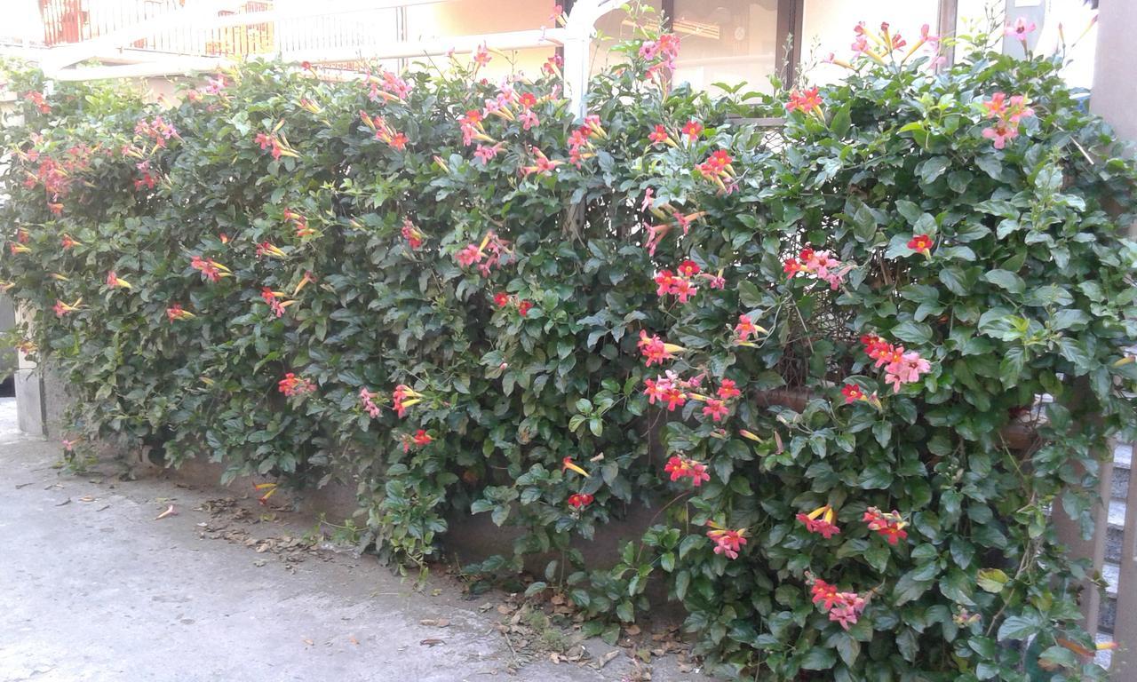 Eurelios Bed and Breakfast Adrano Εξωτερικό φωτογραφία
